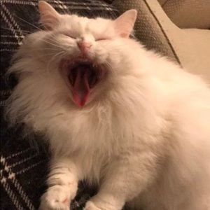 Meet your Posher, Breana